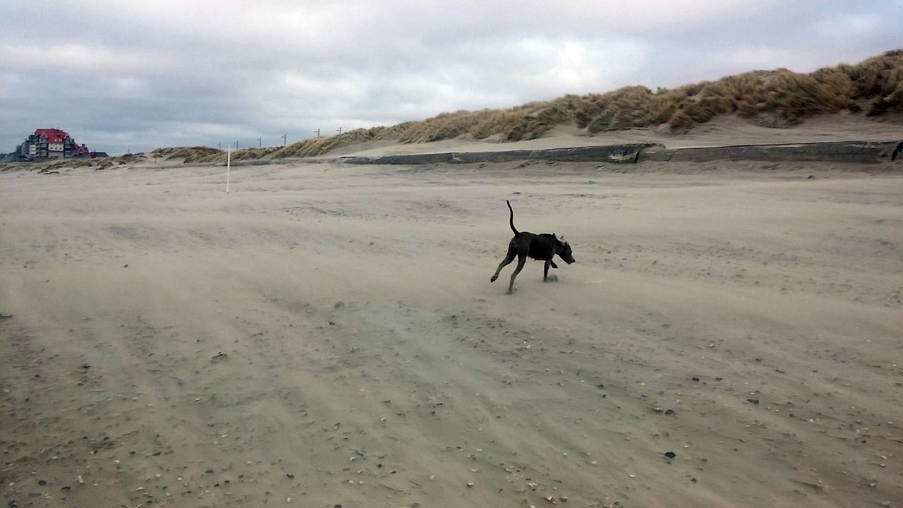 Harper & Ema à la plage 2016Fev Belgique