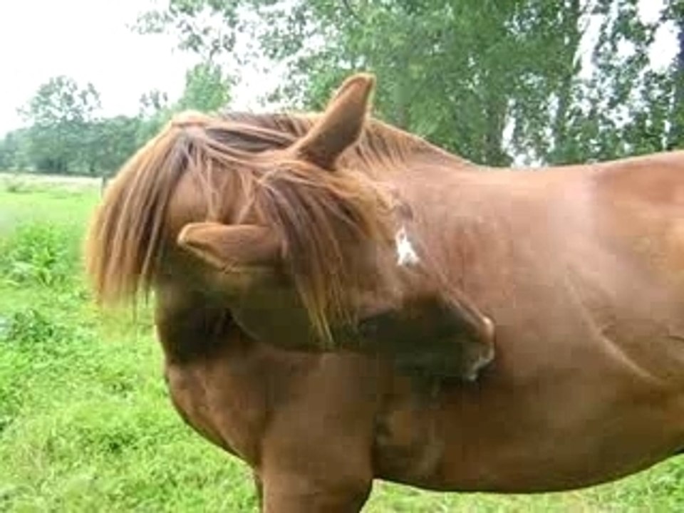 Gratouillllllllllle