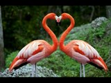 Flamingo Band - Kad me bebo ne volis