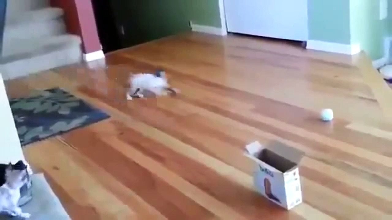Cat Jump Fails Top 10 -  Funny Cats & Cute Kittens