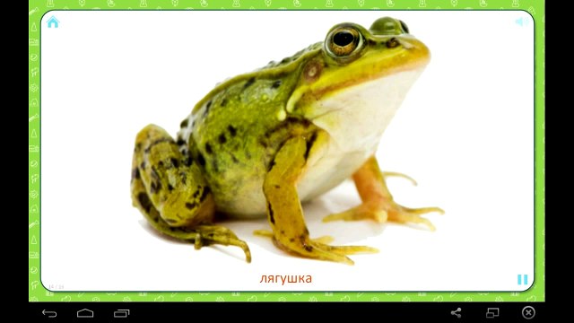 Развивающие мультики для детей ДИКИЕ ЖИВОТНЫЕ