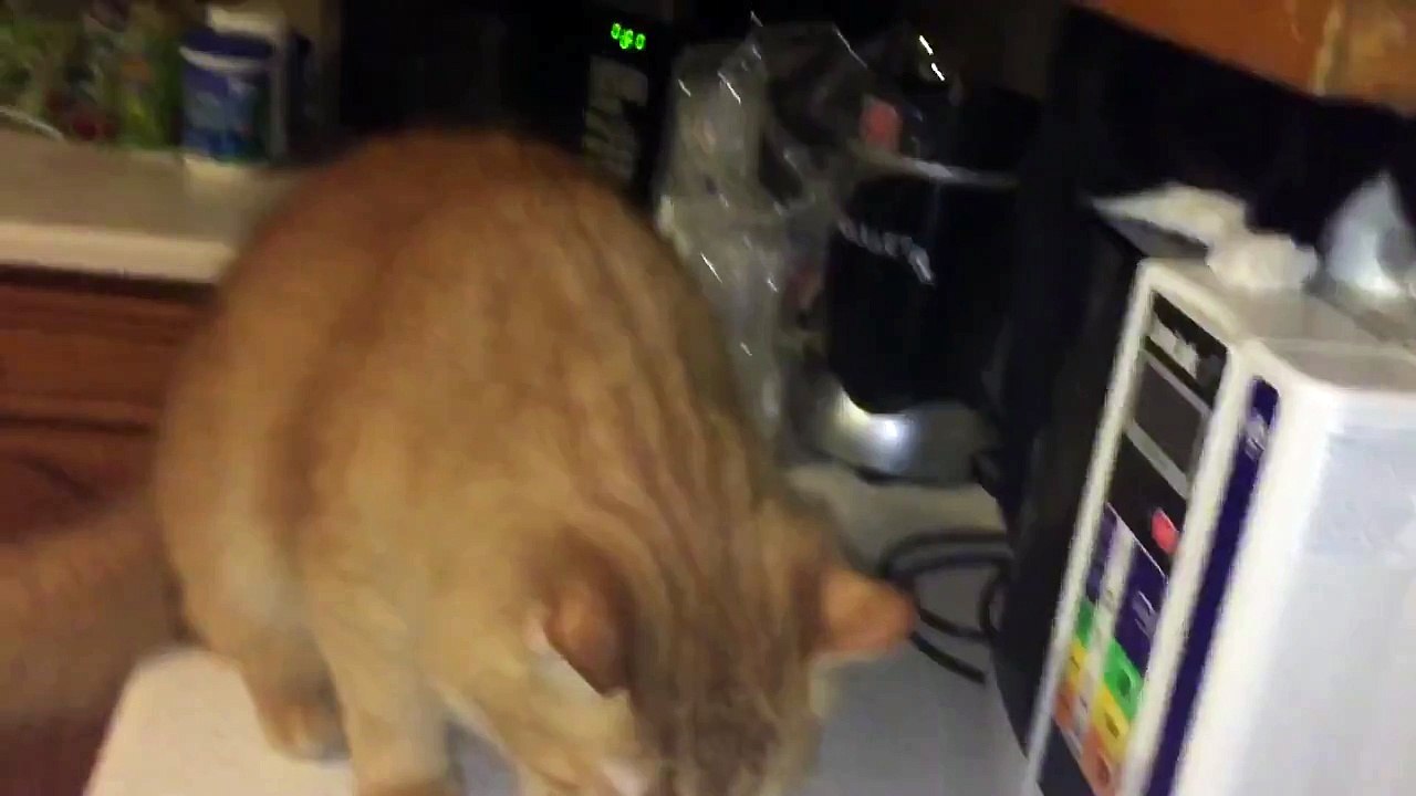 Cat scrap!