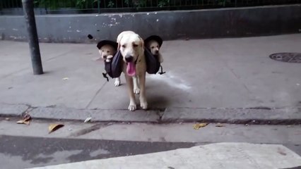 Labrador Walks with Puppies in Backpack