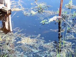 Man Hand Feeds Snake a Fish