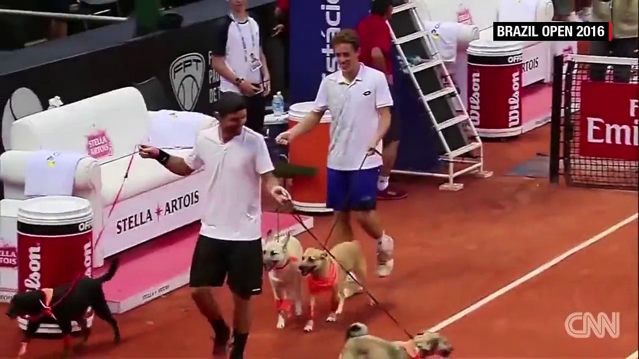 tenis turnuvasında top toplayıcı olarak görev yapan köpekler