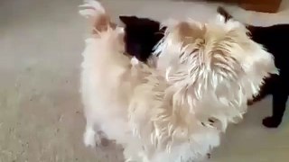 A ninja cat attacks an unsuspecting puppy...