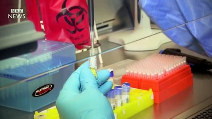 Zika virus: What you need to know - BBC News