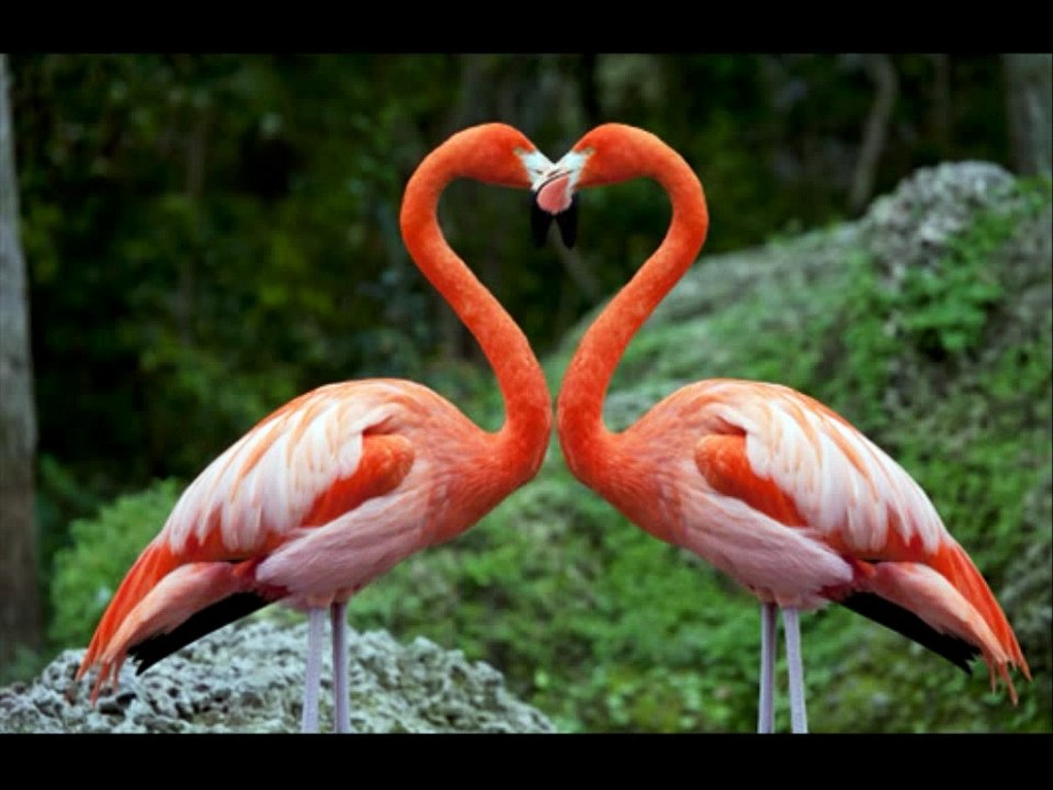 Flamingo Band - Dunjo moja
