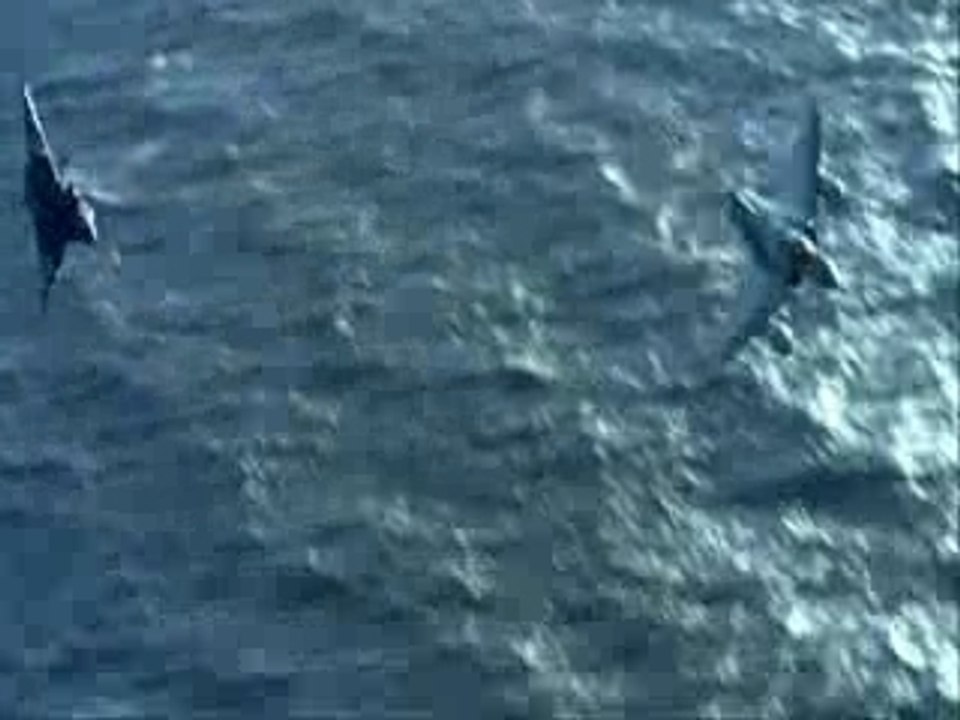 Avions de chasse Chevaliers du Ciel