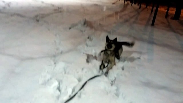 Лайм радуется снегу