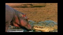 Crocodilo do Nilo mortal, crocodilo atacando