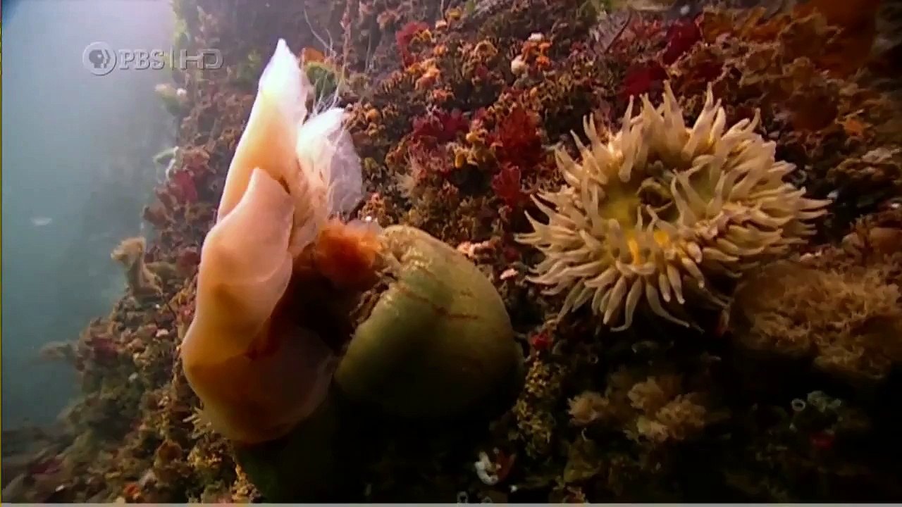 Océano De La Vida Silvestre Documental De Ballenas Asesinas - 2016