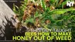 This Guy Taught Bees How To Make Honey Out Of Cannabis Resin