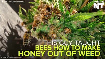 This Guy Taught Bees How To Make Honey Out Of Cannabis Resin