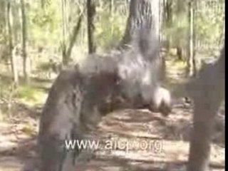 L arbres prosterne  soubhanallah