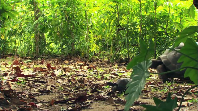 Мультики для самых маленьких: ЧТО ЭТО, МОЙА? Понятия Больше и Меньше. Животные для детей. Серия 3