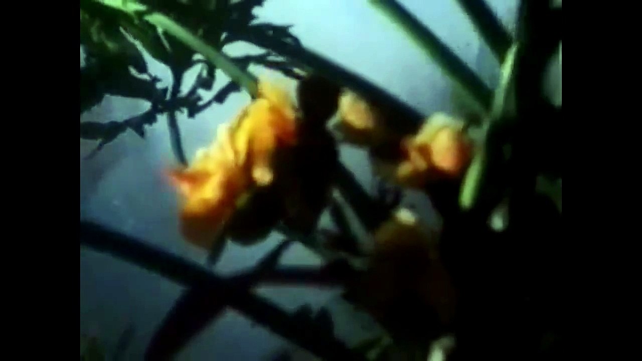 George of the Jungle Trailer with Classic TV Theme Music