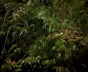 Promo - George Of The Jungle 13th July, Saturday, 10pm