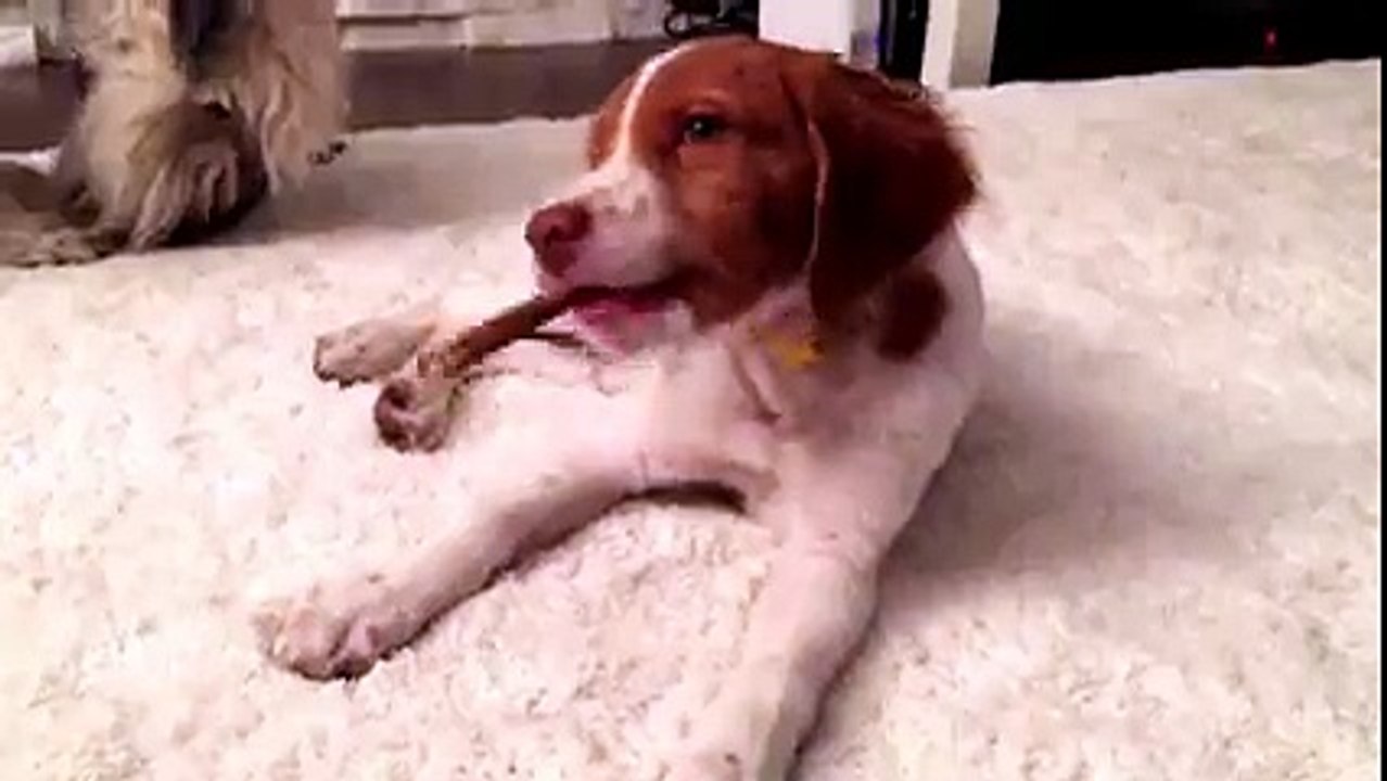 Gandalf The Brittany eats bully stick 2