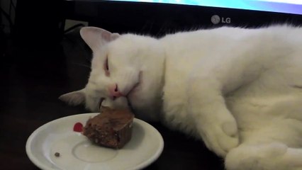 Funny Cat - Deaf Wakes up to Food in Front of His Face