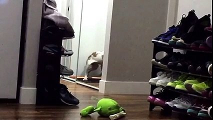 Gandalf the Brittany likes his reflection