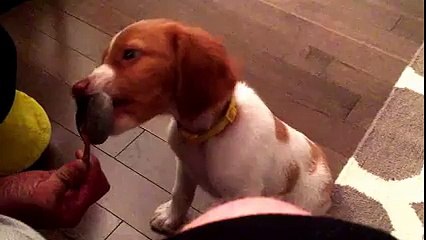 Gandalf the Brittany tries peanut butter 2