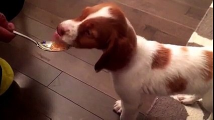 Gandalf the Brittany tries peanut butter