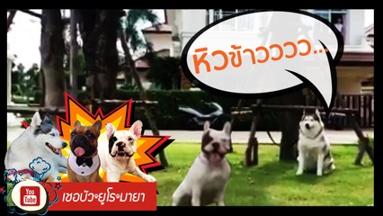 เชอบัว ยูโร มายา ตอนที่ 49 หิวข้าววววว....?