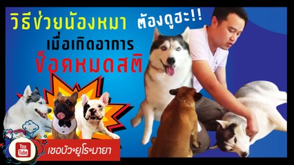 เชอบัว ยูโร มายา ตอนที่ 50  ต้องดูฮะ!! วิธีช่วยน้องหมาเมื่อเกิดอาการช็อคหมดสติ!!