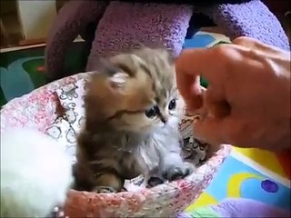 Sweetheart kittie giving five - want to have one at home!