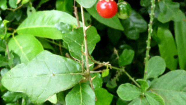 Cà gai leo vị thuốc bổ gan an toàn hiệu quả đến bất ngờ