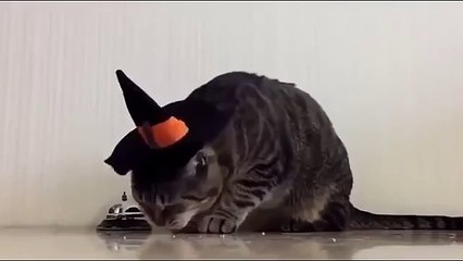 Зря научили кота новым трюкам 🐱