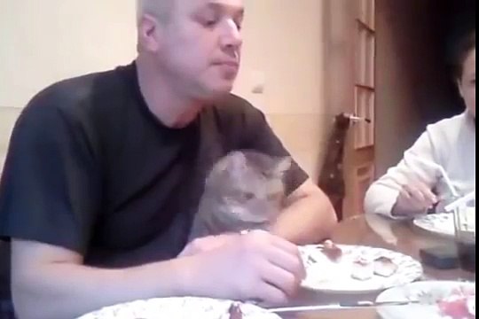 Наглый кот голодный не останется)