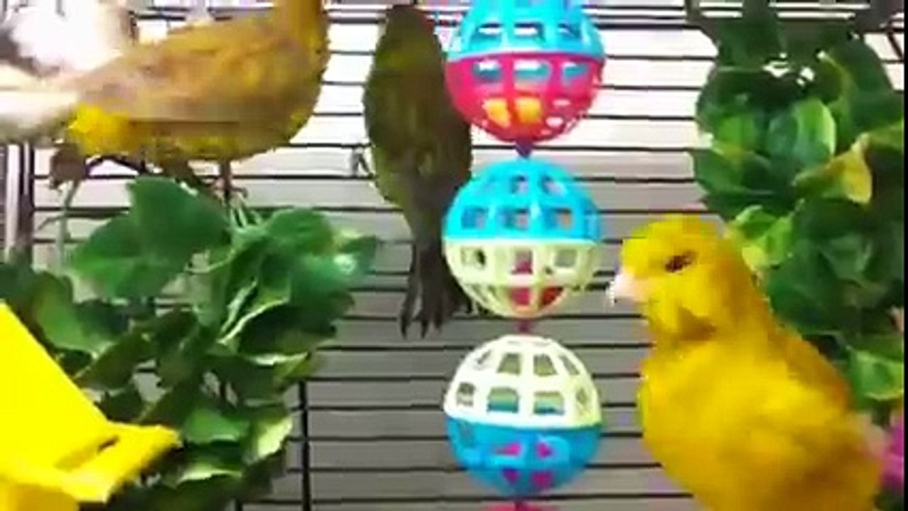 Canaries just chilling