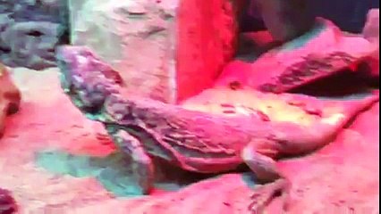 Chuck Norris Reptile