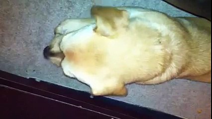 Lupe Fiasco (the dog) eating a rawhide bone