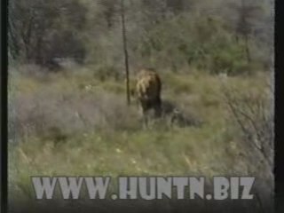 CHASSE AU LION ATTAQUE DU LION CHASSEUR