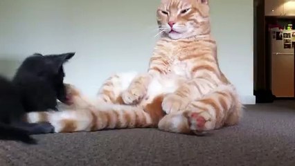 KITTY CAT PLAYING WITH BIG CAT TALE !!