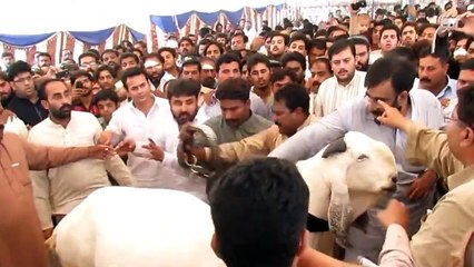 288kg Bakra Pakistan's Heavy weight bAKRA champ