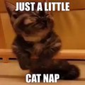 CUTE LITTLE CAT NAP (VERY CUTE) !!