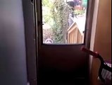 Cat got locked outside and shouting...... Hilarious LOL !!