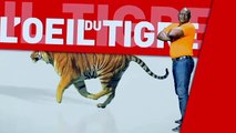 Statistique de Tidjane Faye - L'oeil du tigre 19 avril 2016
