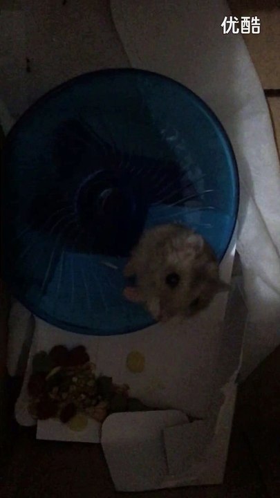 小橙子姐姐：仓鼠小灰灰跑转盘 （仓鼠记录分享视频）_超清