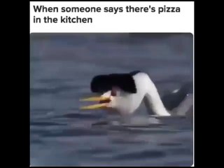 There's pizza in the kitchen Ready to eat