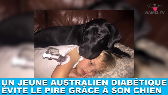 Un jeune australien diabétique évite le pire grâce à son chien ! On en parle dans la minute chien #194