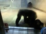 石川動物園　チンパンジ－の親子っ！ｗ