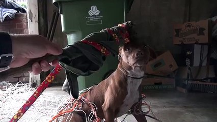 Tenta di avvicinarsi ad un pitbull abbandonato. La sua reazione vi farà sciogliere il cuore.