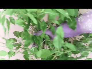 Let's remove plaque and yellowish from teeth