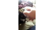 Cat Acts Like Dog And Wants To Play Fetch - CatNips