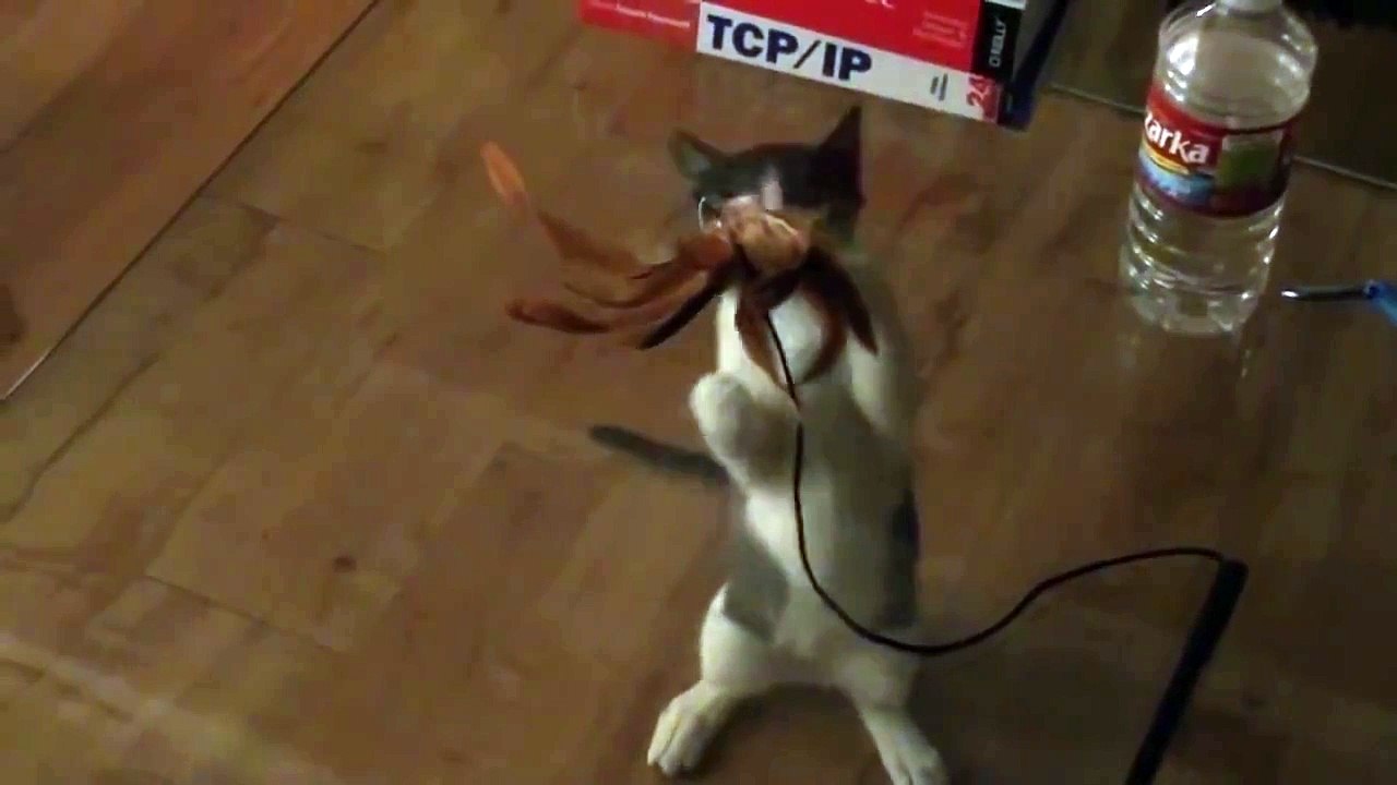 Confused Cat Tries To Understand Glass Table - CatNips